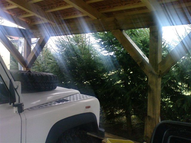 Smrčky v Bělči.JPG