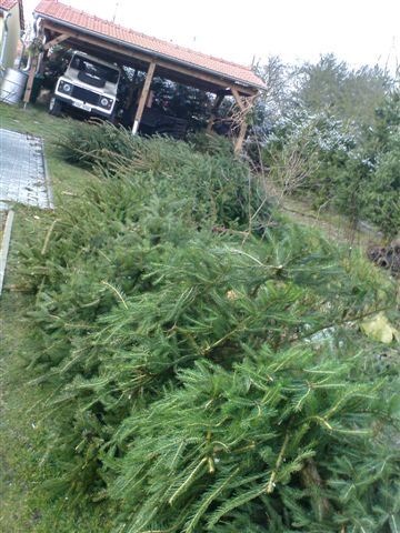 Christmas trees.JPG