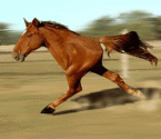 funny_44.gif