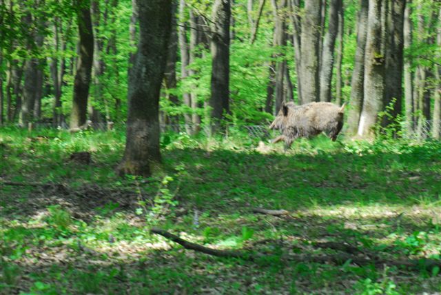 DSC_0197.JPG