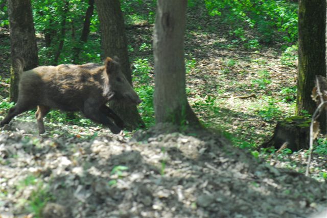 DSC_0211.JPG