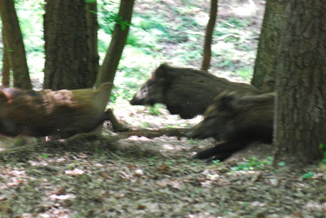 DSC_0222.JPG