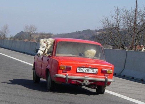 konik.jpg