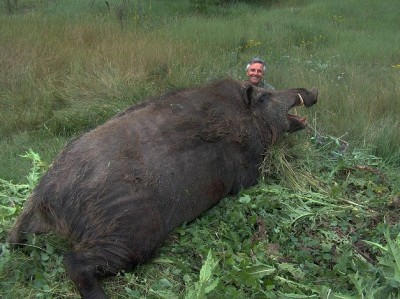 cochon 1.jpg (176.49 KiB) Zobrazeno 7495 x cochon 1.jpg