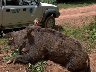 cochon.jpg (179.06 KiB) Zobrazeno 7495 x cochon.jpg