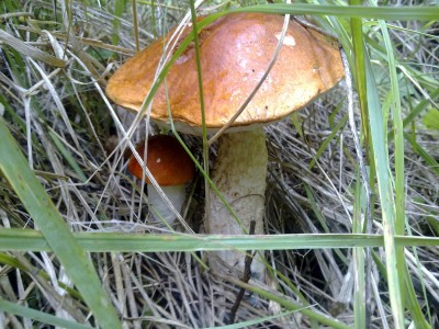 Houby 2012 1.jpg