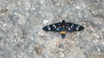 Koningswarte 091.JPG