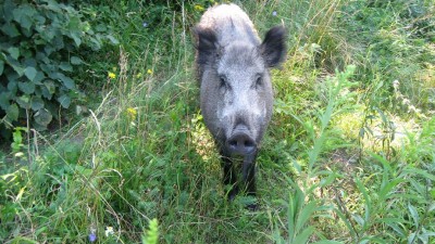 IMG_2458.JPG