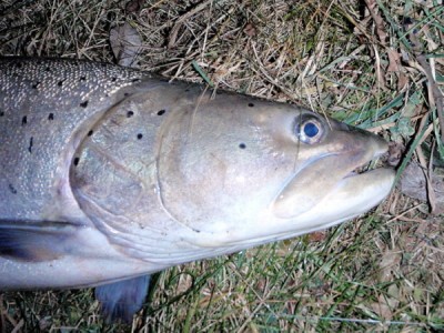 PB280058 – kopie.JPG