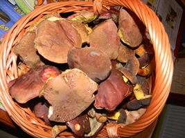 DSCN4192 - kópia.JPG