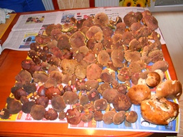 DSCN4194 - kópia.JPG