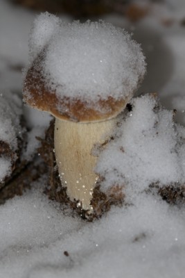 snowhrib.jpg