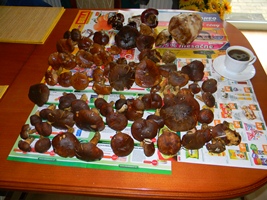 DSCN4200 - kópia.JPG