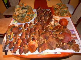DSCN4215 - kópia.JPG
