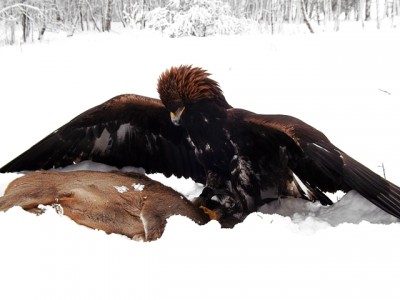 DSCF2887.JPG (153.59 KiB) Zobrazeno 6078 x DSCF2887.JPG