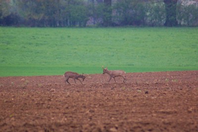 DSC_0278.JPG
