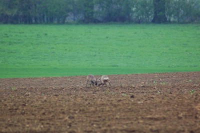 DSC_0276.JPG