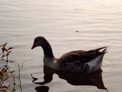 DSCF2612.JPG