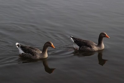 DSCF2615.JPG