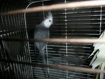 ptactvo 010.JPG