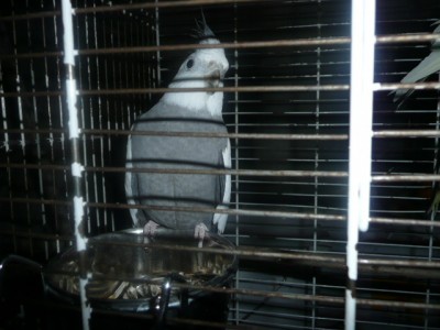 ptactvo 008.JPG