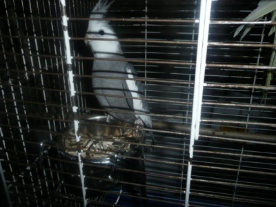 ptactvo 006.JPG