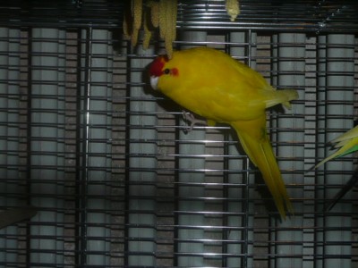ptactvo 005.JPG