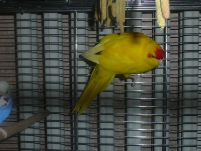 ptactvo 004.JPG