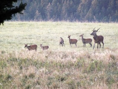 A opačný problém - polovina října, kde se říje obou druhů navzájem prolínají. Mladý Evropák a laně siky.
