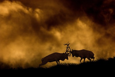 red-deer-stags-fighting-at-dusk.jpg