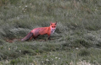 DSC_9981.JPG