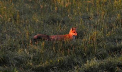 DSC_0001.JPG