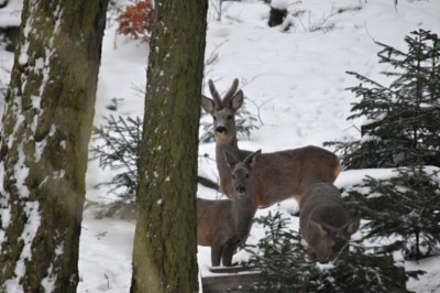 DSC_5144.JPG