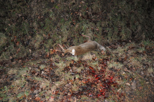 DSC_1615.JPG