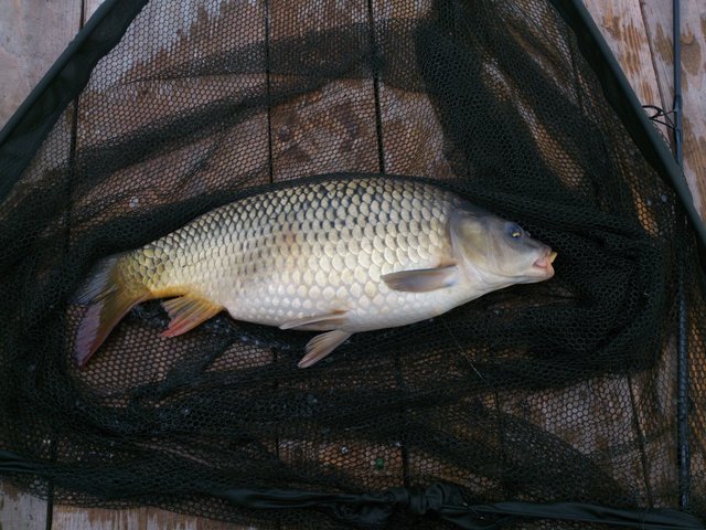 DSC_0724.jpg