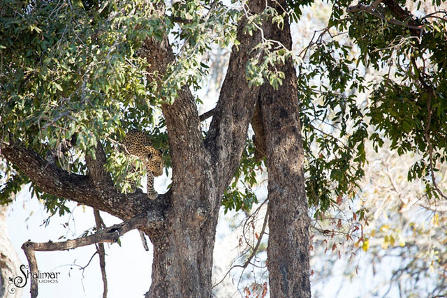 leopard-in-tree.jpeg