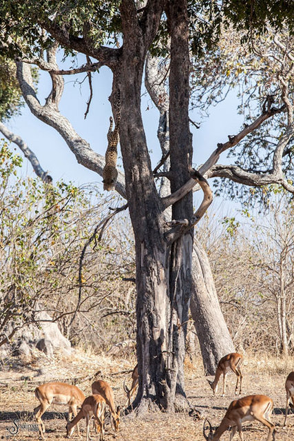 dive-bomb-leopard.jpeg