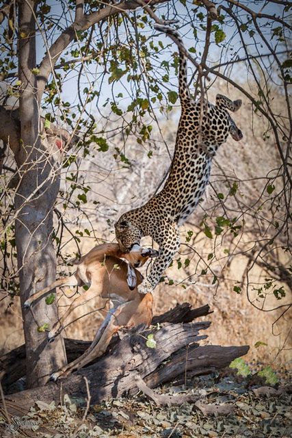 leopard-jumps-from-tree-to-make-kill.jpeg