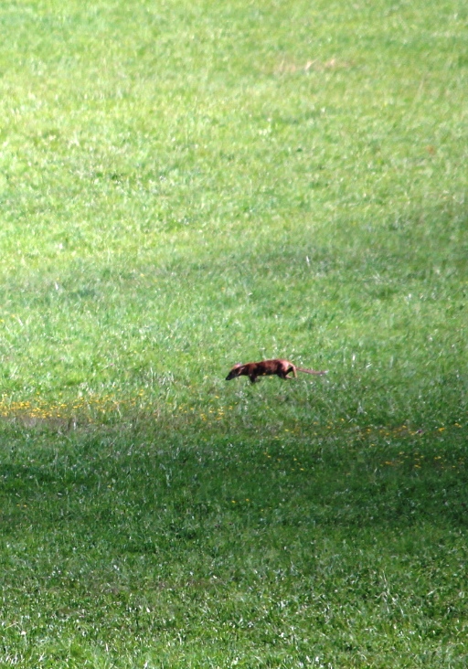 IMG_5378.JPG
