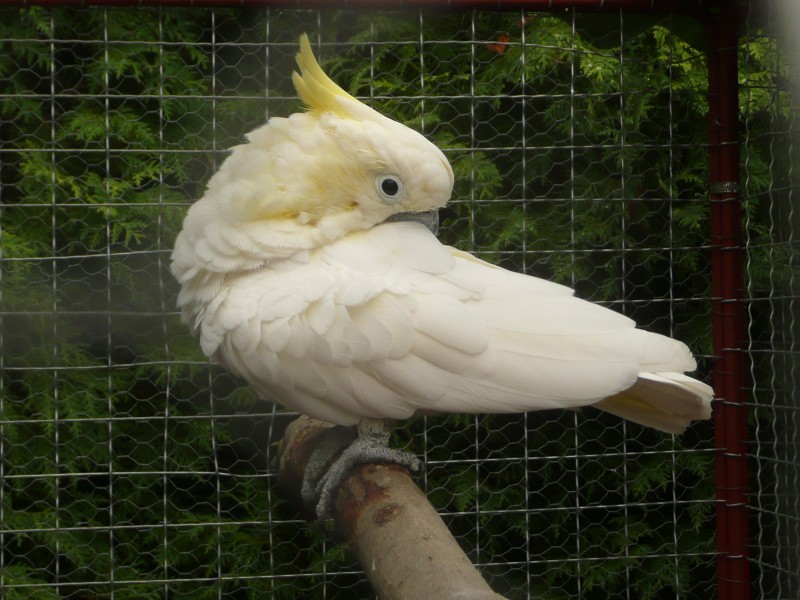 Kakadu eleonora 011.JPG