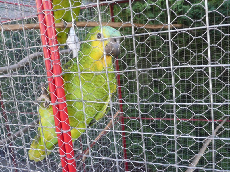 Papoušci 011.JPG